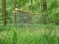 Guarding, (La Veille) 2012. Platan tree, gold paint and 99 steel bars.
190x500x350 cm. Riorges, France.
.